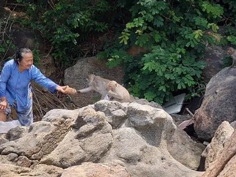 Di dời đàn khỉ quý hiếm do cụ bà chăm sóc về tự nhiên