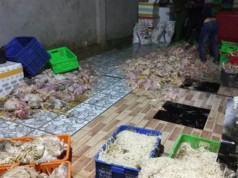 Gà chết mua hàng tấn, sơ chế rồi bán làm giò chả