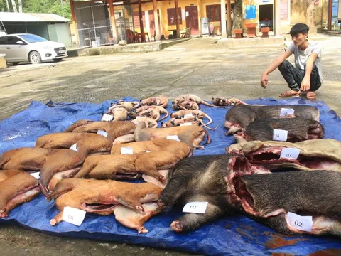 Bắt giữ đối tượng chở gần 2,6 tạ chồn, nhím, mang, heo rừng
