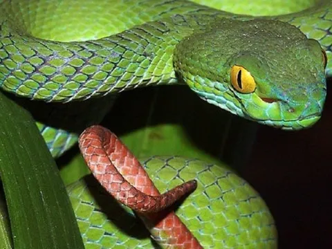 Đi hái cà phê, người đàn ông bị rắn lục đuôi đỏ cắn tử vong