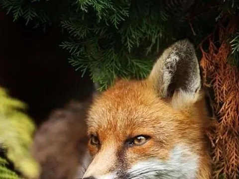 Tìm thấy ký sinh trùng phá huỷ gan có thể lây sang người