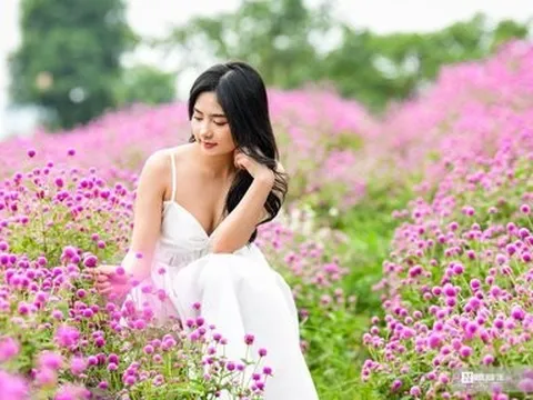 Ngắm vườn cúc bách nhật bung nở như cổ tích giữa lòng Thủ đô