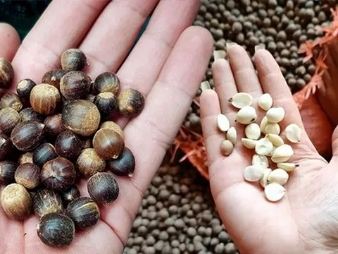 Hạt dẻ thóc vào mùa giá 60 nghìn đồng/kg, hương vị núi rừng thơm ngon hút các vị khách