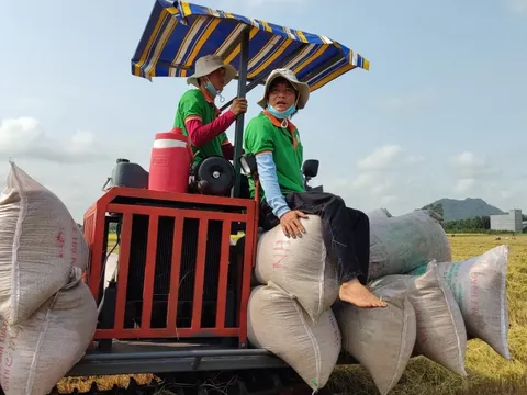 Băn khoăn quản lý nhập khẩu gạo