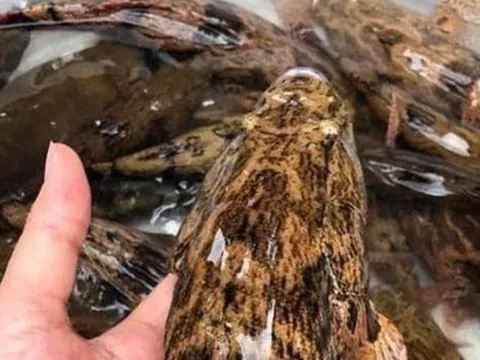 Loại cá nhìn tối thui khác lạ nhưng giá tới nửa triệu đồng/kg