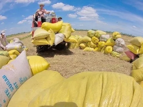 Xuất khẩu tới 7 triệu tấn, gạo Việt vẫn thiếu thương hiệu mạnh