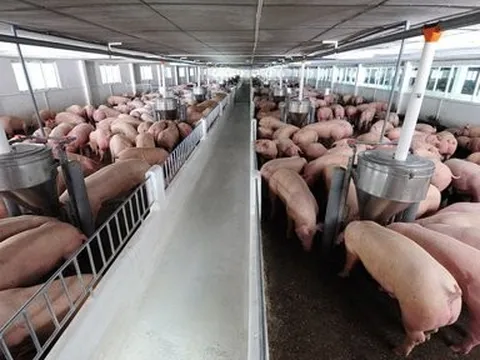 Phó Thủ tướng yêu cầu nghiên cứu việc xuất khẩu thịt lợn