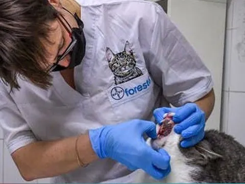 Cảnh giác bệnh nấm mèo ở người