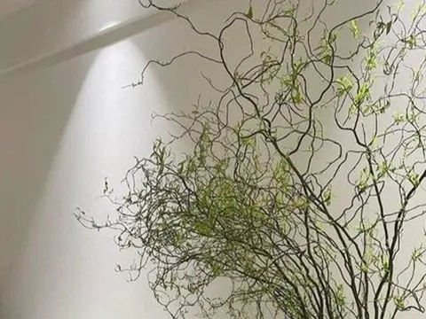 Rộ mốt trưng nhà 'rất chill' với cành liễu xoăn uốn lượn lạ mắt