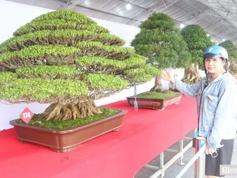 Chùm ảnh tác phẩm đoạt giải Hội thi sinh vật cảnh miền Nam mở rộng