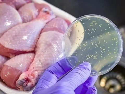 Vi khuẩn Salmonella thường ở trong những thực phẩm nào?