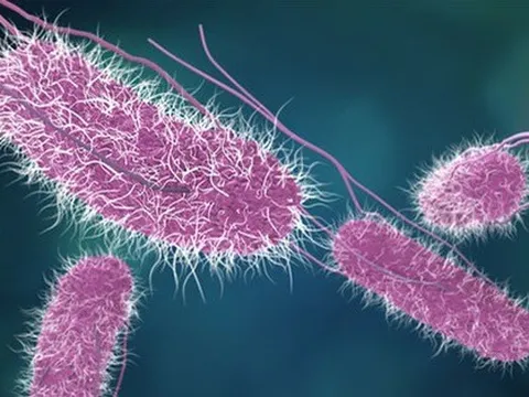 Khuẩn Salmonella là gì? Có trong loại thức ăn nào?
