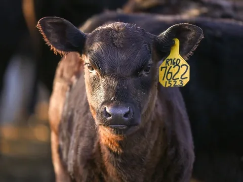 Bầu Đức có đàn bò Lào kì vọng làm 'phao cứu sinh' còn đây là cách xây dựng thương hiệu tỷ USD không giống ai của đế chế thịt bò Greater Omaha