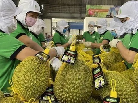 Mã vùng trồng bị 'đội lốt', nông sản Việt nguy cơ thua trên sân nhà