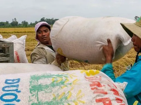 Vì sao nông dân Đồng bằng sông Cửu Long đang ‘nghèo’ dần?