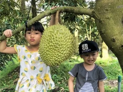 Sầu riêng giá cao kỷ lục, người dân Tiền Giang ồ ạt mở rộng diện tích