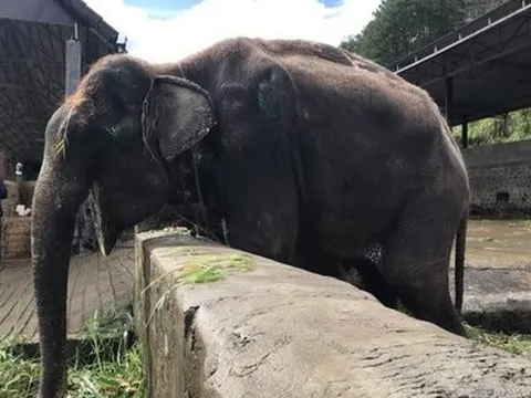 Đưa con voi khoảng 30 tuổi về trung tâm bảo tồn chăm sóc