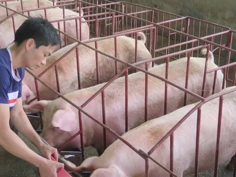 Giá lợn hơi đang ở dưới mức giá thành