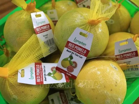 Xuất chuyến hàng bưởi đỏ Tân Lạc đầu tiên sang Anh