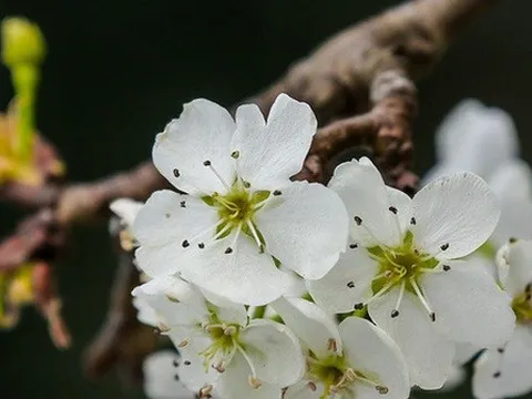 Hoa rừng “rục rịch” xuống phố đón Tết