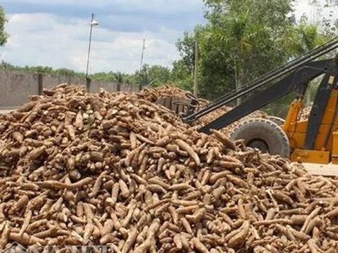 Vì sao 1.000 tỷ đồng thuế VAT của doanh nghiệp ngành sắn bị chậm hoàn?