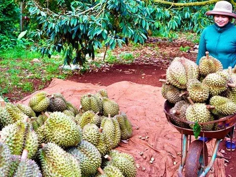 Người trồng sầu riêng thắng lớn