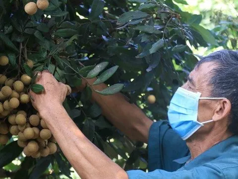 Nhãn tươi Việt Nam được phép nhập khẩu vào Nhật Bản