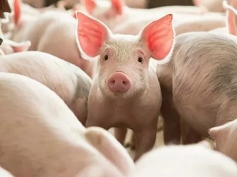 Người đàn ông suýt mất mạng vì mổ lợn chết cho cá ăn