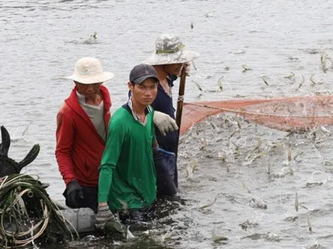 Xuất khẩu thủy sản Việt Nam lần đầu tiên cán mốc 10 tỉ USD