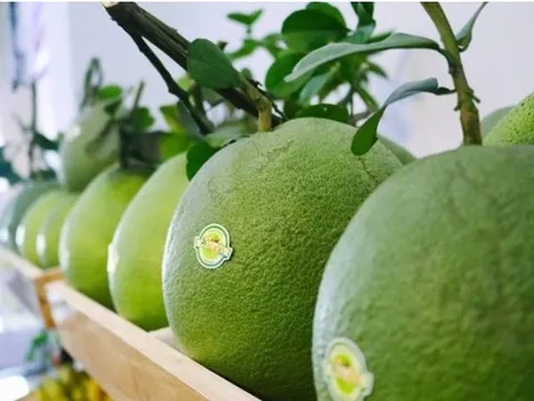 Bưởi da xanh Bến Tre “mở hàng” xuất khẩu sang thị trường Mỹ