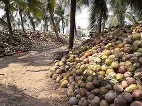 Ký kết thu mua hơn 800 ha dừa cho nông dân Trà Vinh