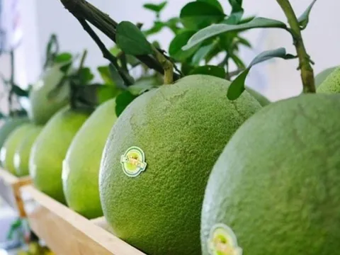 Công bố xuất khẩu lô bưởi đầu tiên của Việt Nam sang Hoa Kỳ