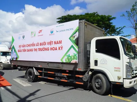 Cơ hội lớn cho bưởi da xanh