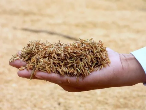 Cà Mau chỉ đạo giải quyết vụ tồn đọng hơn 3.800 tấn lúa ST24, ST25