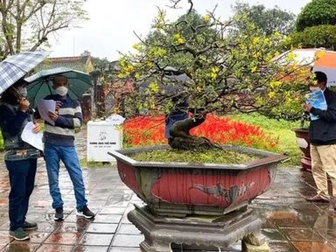 Huế đang tiến gần hơn để trở thành xứ sở mai vàng của Việt Nam