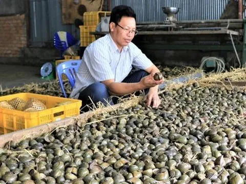 Thắng đậm nhờ cho ốc lác ngủ vùi