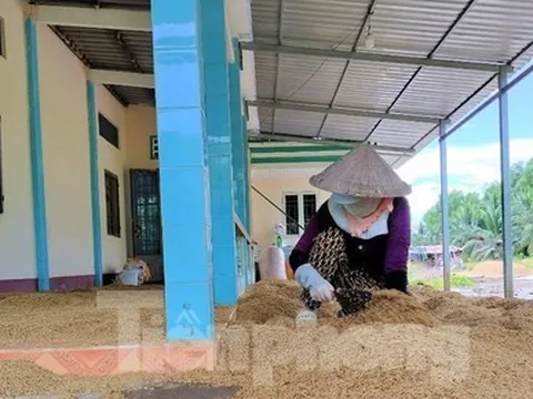 Cà Mau hỏa tốc 'giải cứu' hàng nghìn tấn lúa ngon nhất thế giới