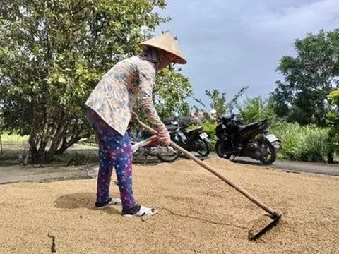 Cà Mau tồn hàng nghìn tấn lúa chất lượng cao