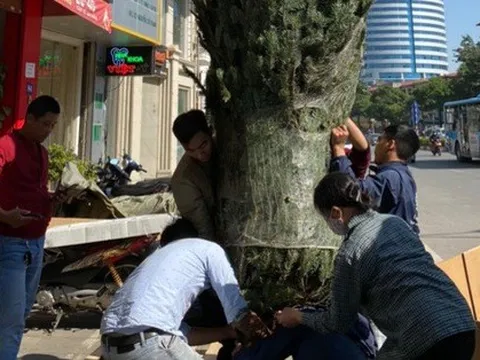 Thông tươi Noel giá mềm lên ngôi