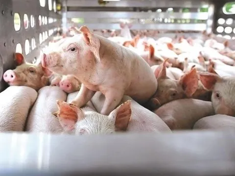 Giá heo hơi bán dưới giá thành, người nuôi và doanh nghiệp sẽ ra sao?