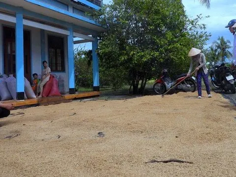 Nông dân Cà Mau bán lúa ‘ngon nhất thế giới' chỉ với giá 4.500 đồng/kg