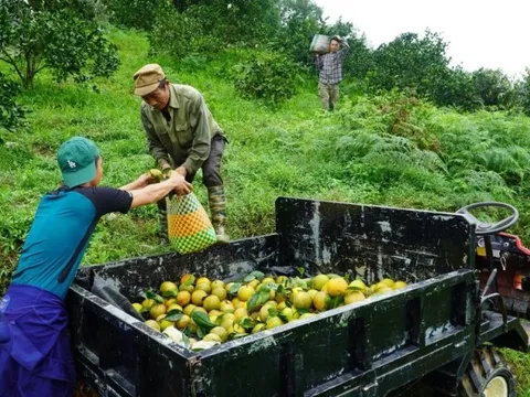 Cam Khe Mây vào chính vụ, người dân phấn khởi được giá cao