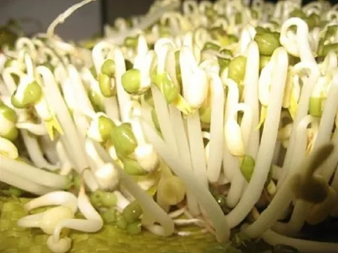 Bật mí món rau vừa rẻ vừa ngon lại nhiều canxi không kém tôm cá