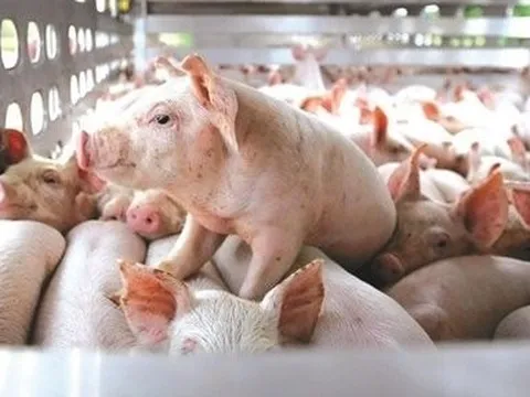 Ông chủ heo ăn chay nhận chuyển nhượng 99,9% vốn một công ty chăn nuôi