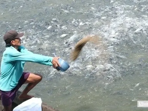 Đồng Tháp tổ chức Lễ hội Cá tra thu hút 50.000 người tham dự