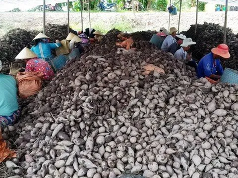 Giá khoai lang tím Nhật lập đỉnh mới, hơn 1,2 triệu đồng/tạ