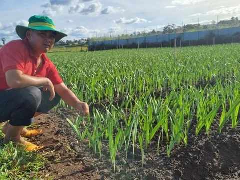 Gia Lai: Nông dân tất bật xuống giống đón hoa xuân