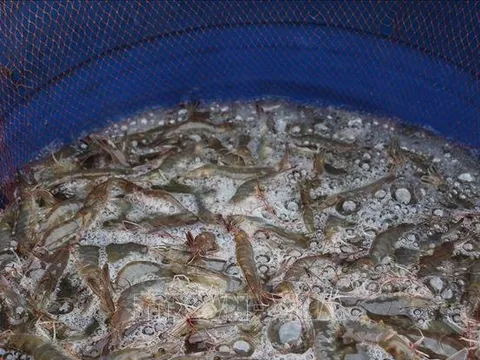 Giá tôm sú, tôm thẻ cuối vụ tăng