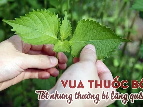 Loại cây có nhiều ở Việt Nam là “vua thuốc bổ” giúp lọc sạch máu, điều hòa đường huyết, nhưng đang bị bỏ phí.