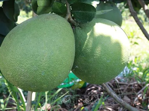 Hai tấn bưởi da xanh Bến Tre đầu tiên đã được xuất khẩu sang Mỹ